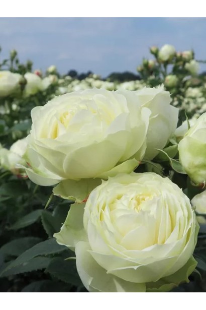 Цвітіння троянди Ведінг Піано в ландшафті